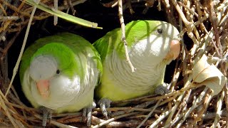 🌿Sound Of Wild Parakeets [upl. by Cliffes806]