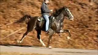 Specks Mountain Boy Speed Racking Horse [upl. by Theressa]