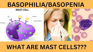 BASOPHILS NORMAL RANGE FUNCTIONSINCREASED BASOPHIL COUNT BASOPHILIABASOPENIAMAST CELLS [upl. by Lister]