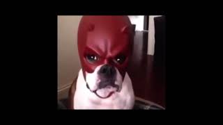 Dog with daredevil mask on meme [upl. by Cassie814]