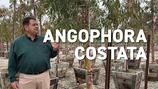 Angophora costata  New Trees for Changing Climates [upl. by Jae355]