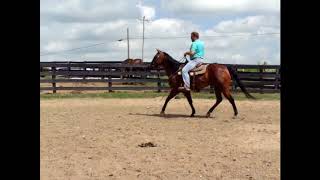 AQHA DINKYS RED MAN granddaughter finished barrel mare been hauled and shown HOWIE BARS on papers [upl. by Merline]