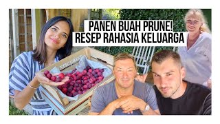 PANEN BUAH PRUNE DI HALAMAN RUMAH  MERTUA BULE BONGKAR RESEP RAHASIA KELUARGA TARTE AUX PRUNES [upl. by Cirda]