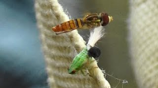 Planthopper Nymph with an extruding wasp larva Dryinid and a hover fly Toxomerus politus [upl. by Amias805]