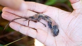 Nepenthes attenboroughii digesting shrew on Mount Victoria Palawan Philippines [upl. by Apollo]