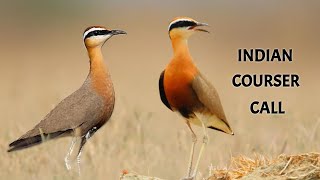 Indian Courser Call  কোর্সার পাখির ডাক রিংটোন  Courser Bird Sound Ringtone wildindiamit [upl. by Eseeryt]