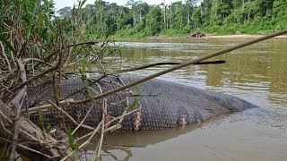 Green Anaconda  Worlds Biggest Snake [upl. by Nosidda251]