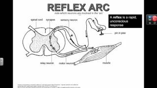 Reflex Arc IB Biology [upl. by Llemert]