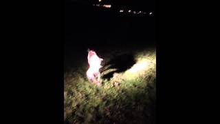 Saluki bull greyhound pup retrieving rabbit [upl. by Dranyer]