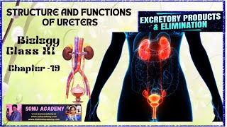 Structure and Functions of Ureters  Chap  19  class11 biology neet education excretion [upl. by Arakaj]