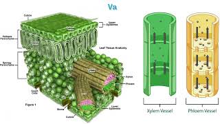 Anatomical Adaptations of xerophytic plants [upl. by Edwina]