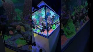 Breathtaking REEFER Peninsula S950 G2 powered by the Reef Care Program [upl. by Tonjes]