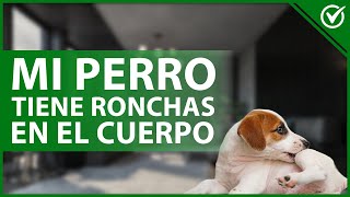 🐩 ¿Qué hacer si un PERRO tiene muchas RONCHAS en su CUERPO  Causas y tratamiento 🤕🐩 [upl. by Jean-Claude522]