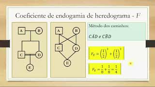 11 COEFICIENTE DE ENDOGAMIA DE HEREDOGRAMA 01 [upl. by Iveel]