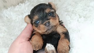 Tiny Teacup Yorkie Girl 3 Weeks Old Video 2 February 2 2024 [upl. by Clinton]