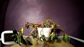 Timelapse Plant resurrected by water [upl. by Kalle]