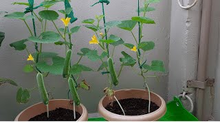 Maximize your cucumber yield with cocopeat  Hydroponic Farming in Telugu [upl. by Ainatit]