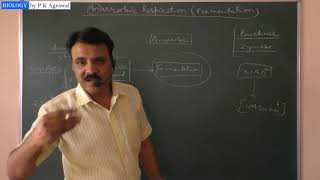 Anaerobic respiration Fermentation  Simplified by Dr P K Agrawal [upl. by Streeter]