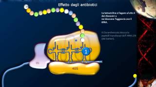 Lezione 21  Sintesi proteica e codice genetico [upl. by Quita618]