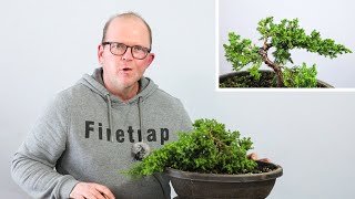 Developing a procumbens nana juniper from nursery stock [upl. by Aile916]