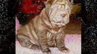 SHAR PEI parte 1 [upl. by Girvin]