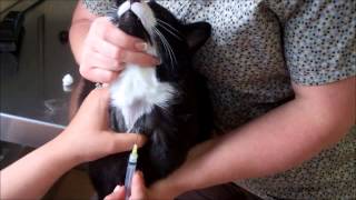 Feline Jugular Venipuncture [upl. by Taddeo568]