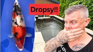 Dropsy in my Koi Fish ☠️ My Understanding amp Mistakes [upl. by Massingill844]