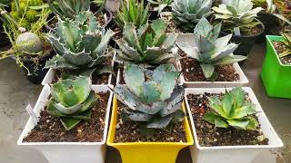 Some of the most beautiful agave varieties [upl. by Enneirdna]