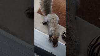 Brown Noser amp the Babes squirrel squirrelvideo squirrelwatching cuteanimal squirrelmania cute [upl. by Ashti503]