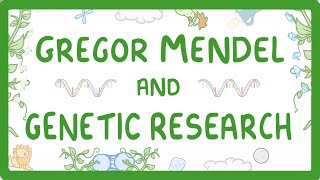 GCSE Biology  Gregor Mendel and the History of Genetics 76 [upl. by Sheff]