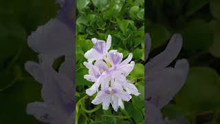 Flower of water hyacinth  kachuri pana [upl. by Meeharb]