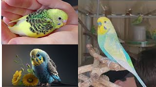 budgies bird Colony  Parrot Budgies  Animal and bird aviaries [upl. by Nyssa50]