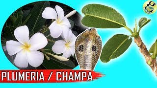 PLUMERIA CHAMPA Types Plumeria Care Tips  Plumeria Cuttings [upl. by Tomaso]