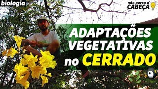 A VEGETAÇÃO DO CERRADO  prof Marcelo  aula de Biologia NãoPercaaCabeça [upl. by Alena401]