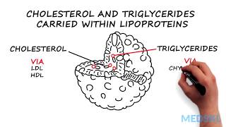 Dyslipidemia What to know about Cholesterol and Triglycerides levels [upl. by Vastha630]