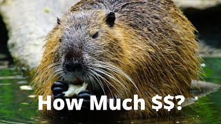 Beaver Fur Market Update How Much Are They Worth [upl. by Tedie503]