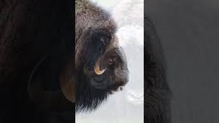 Unbelievable Facts About Musk Oxen You Probably Didnt Know  Surviving the Arcticquot muskoxanimal [upl. by Alur]