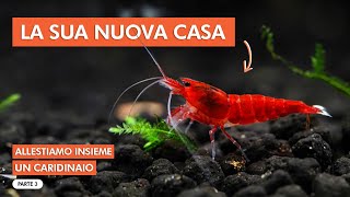 ALLESTIAMO INSIEME UN CARIDINAIO  PIANTUMAZIONE pt 3 🦐🌱 [upl. by Adnulahs516]