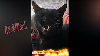 Black Cat 🐈‍⬛ Belial Behemoth Beelzebub Asmodeus Satanas Lucifer [upl. by Checani790]