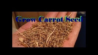 Carrot Seed  Grow your own  Part 1 [upl. by Suanne157]