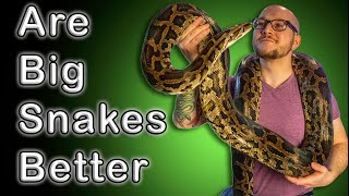 Ball Pythons Vs Burmese Pythons  Are Bigger Snakes Actually Better Pets [upl. by Ida922]