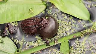 Pacific Tree Frog Call  Pseudacris Regilla [upl. by Nogam]