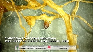 Эфиопская галловая нематода Meloidogyne ethiopica Whitehead 1968 [upl. by Aettam]