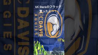 UC Davisのフラッグ購入 大学構内だと44！オンラインで18で購入 [upl. by Rivera525]