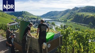 Weinanbau Alltag einer jungen WinzerFamilie  7 Tage  NDR Doku [upl. by Middendorf]