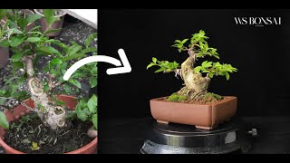 Water Jasmine Jeliti bonsai learning guide complete timelapse video for beginner [upl. by Leunamesoj23]