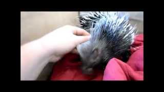 Petting a porcupine [upl. by Selokcin]