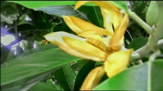 DRS  New flowers number 16 videoনতুন ফুলের ১৬ নাম্বার ভিডিও [upl. by Keppel803]