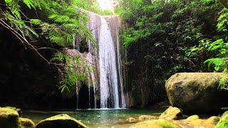 Relaxing Waterfall Sounds Forest Nature Sounds and Birds Chirping for stress relief sleep therapy [upl. by Ruhtracm507]