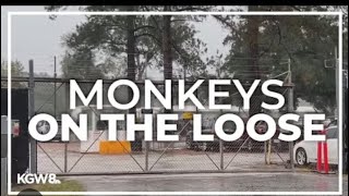 43 Monkeys Escaped In SC [upl. by Eilyr749]